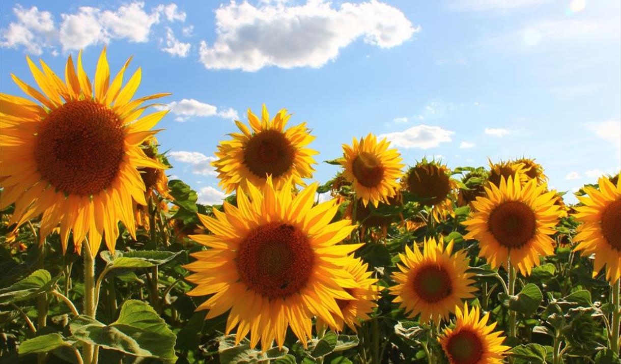 A field of sunflowers