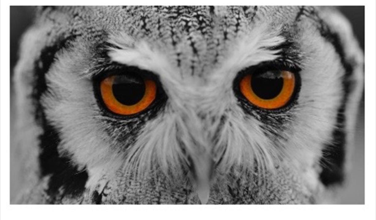 Spook-tacular Owl Halloween