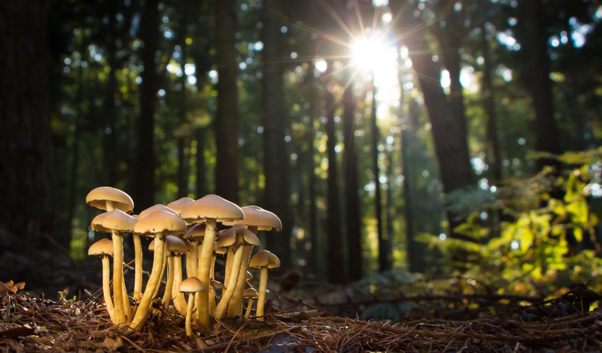 Fungi in Woodland Mendip Hills