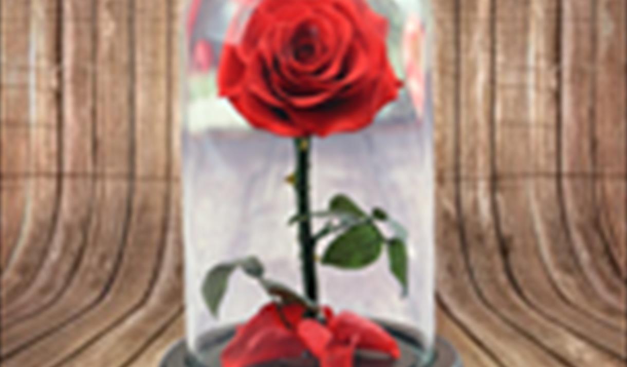 Rose - Beauty & the Beast WAPA Pantomime