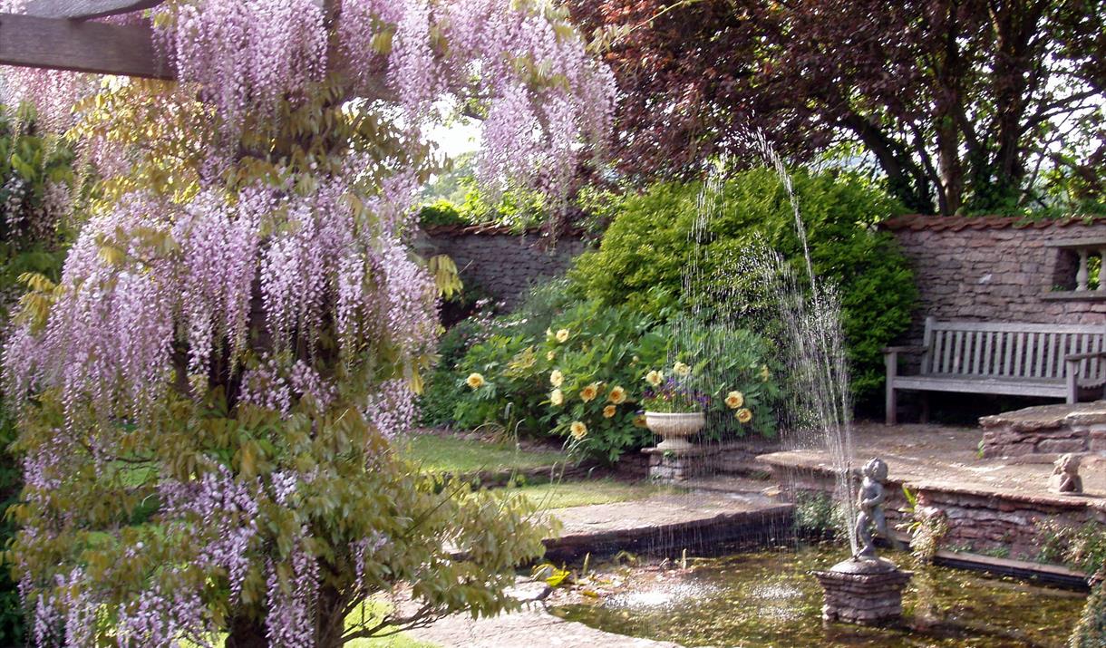 Open Garden at Watcome in aid of the British Red Cross