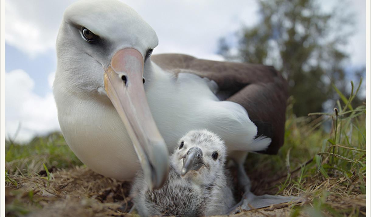 An albatross parent with their chick