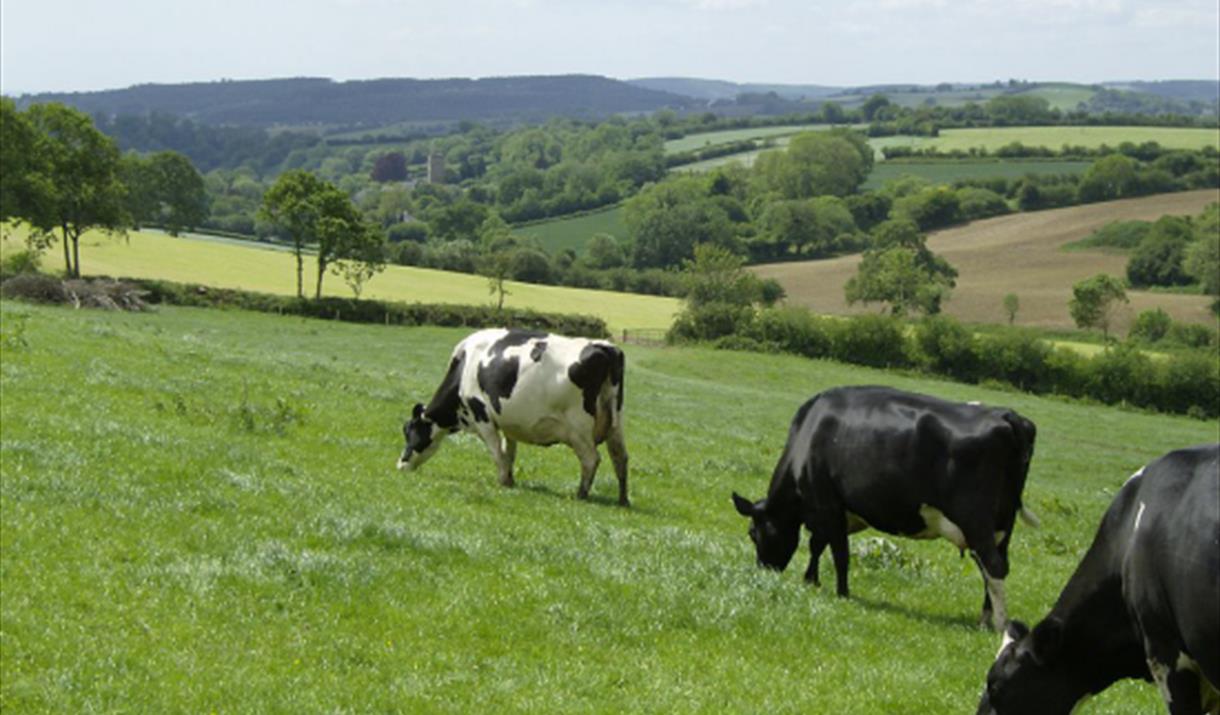 Blackdown Hills AONB