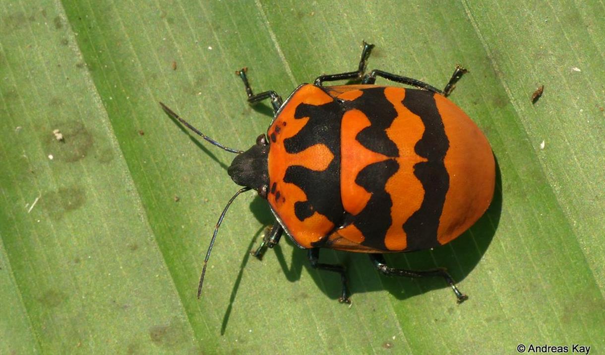 Bug Crafts