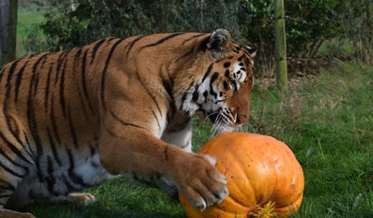 Country Pumpkin Day