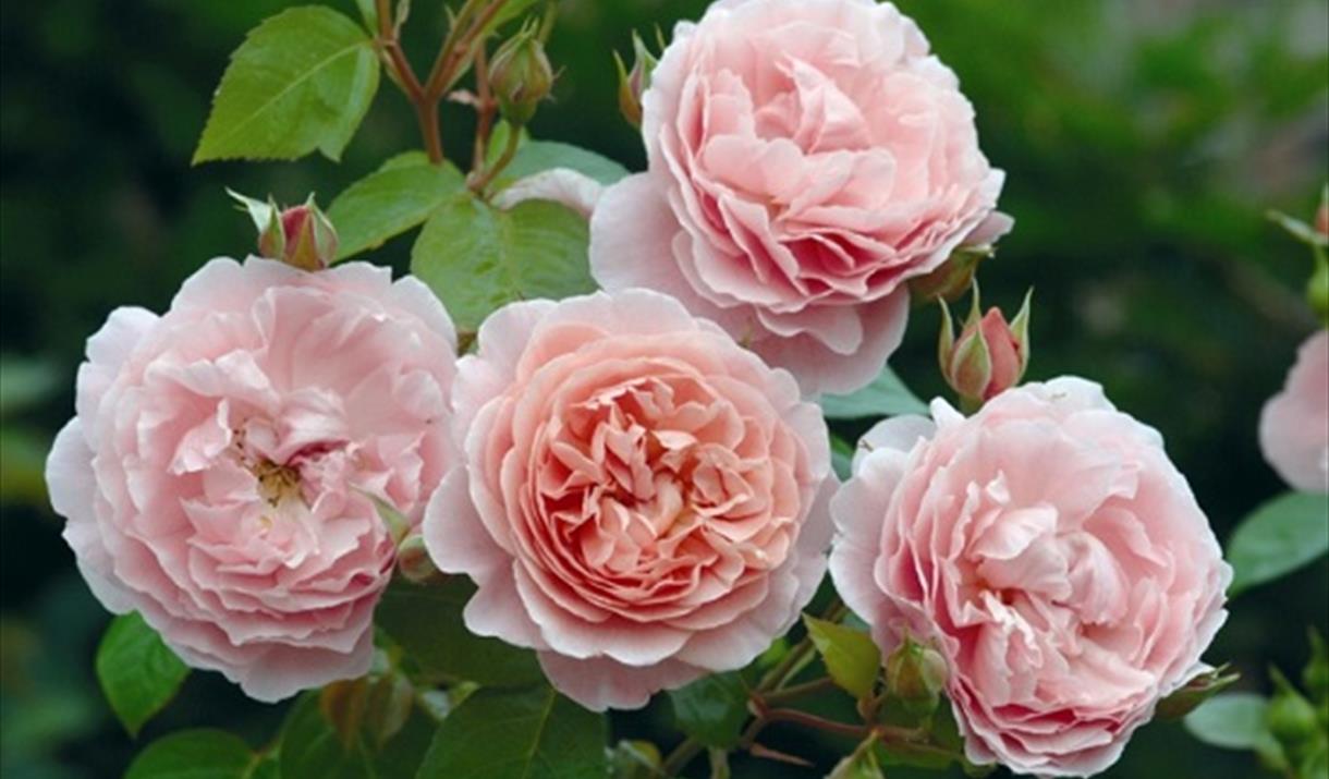 David Austin Rose Evening at Cadbury, a Wyevale Garden Centre