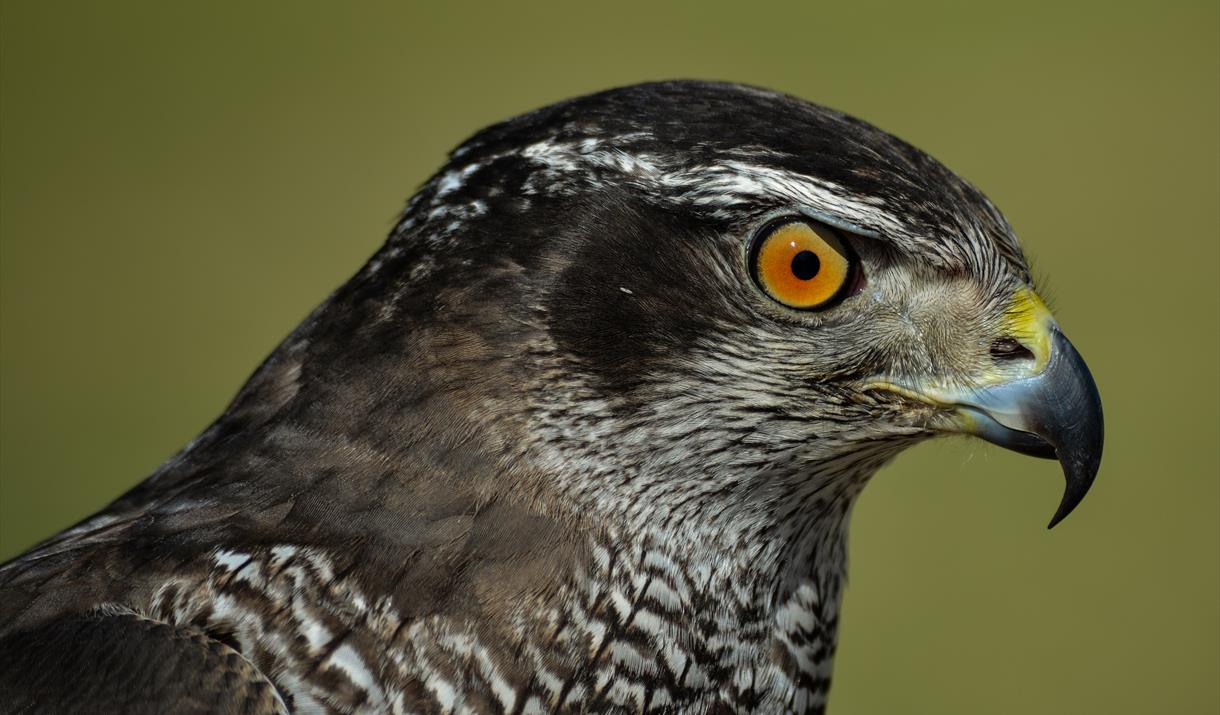 Birds of Prey