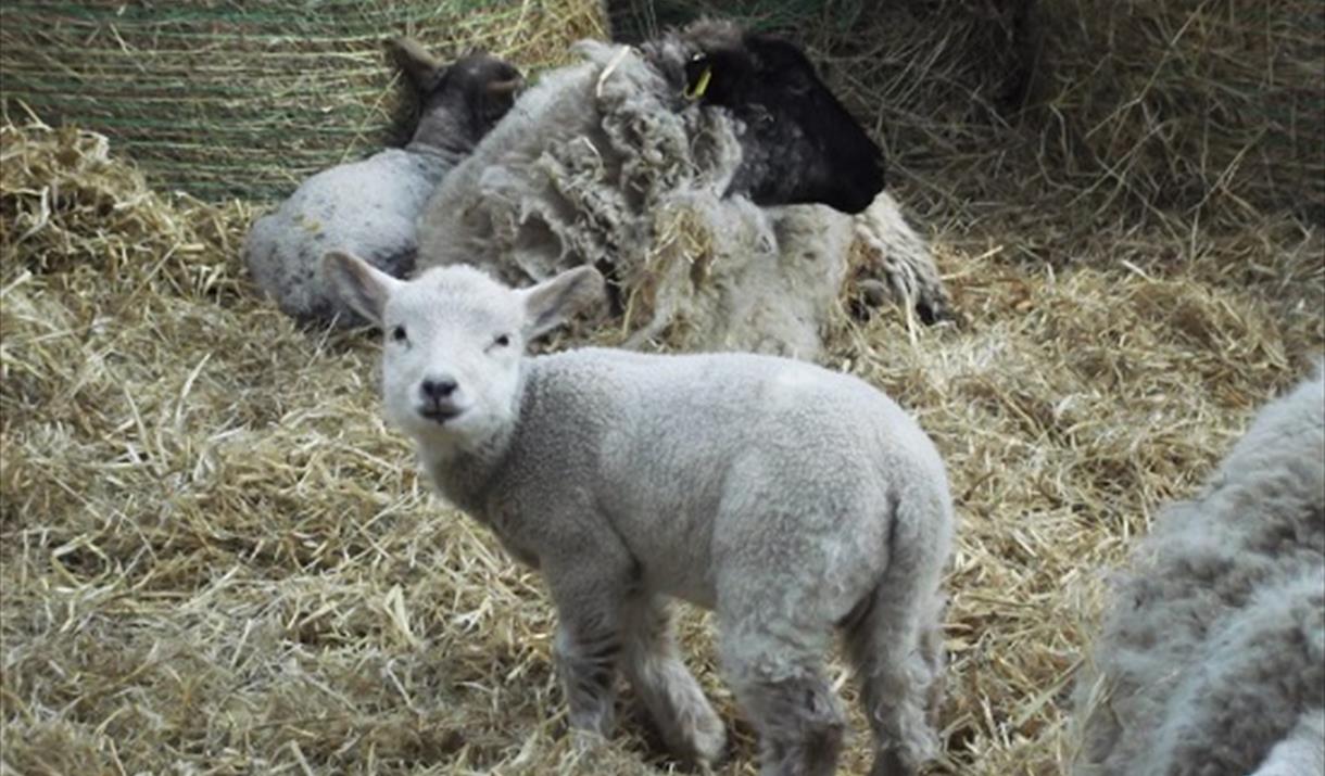 Lambing Weekends at Puxton Park
