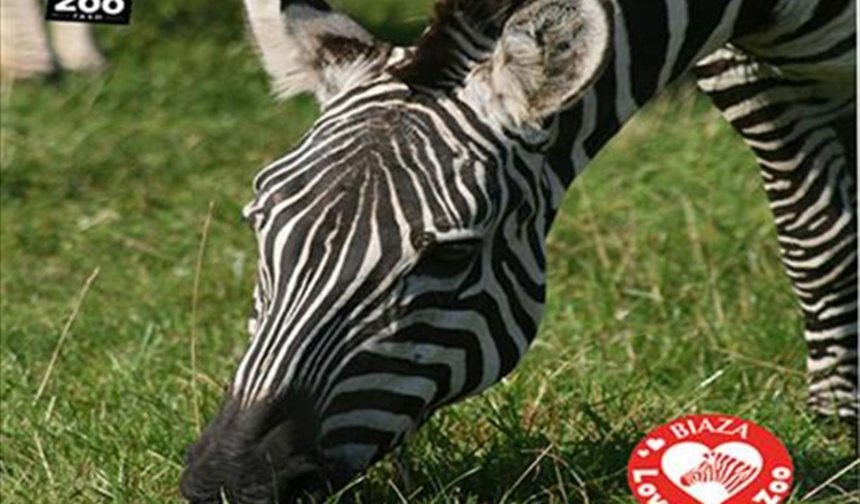 Love Your Zoo Week at Noah's Ark Zoo Farm