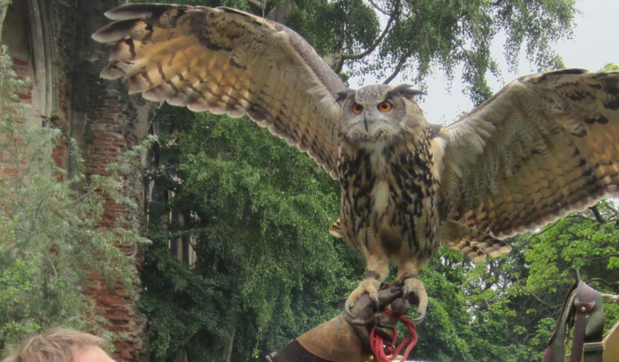 Medieval Falconry
