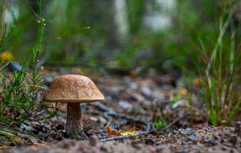 Fungus Conservation Trust walk