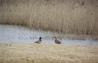 Reopening of the Bleadon Levels Nature Reserve