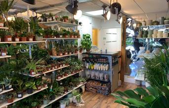 YourHousePlants Weston-super-Mare