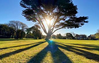 An ancient Cypress tree in Ellenborough Park West with the sun shining through the branches