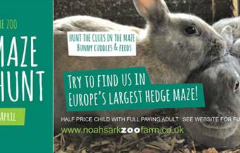 Mega Maze Bunny Hunt