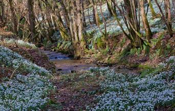 Snowdrops and Steam