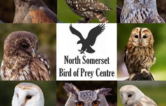 Raptors & Reptiles Event