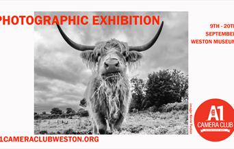 poster for a1 camera club photography exhibition 2025 at weston museum featuring a highland cow