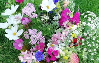 Beginners Guide to Growing Your Own Cut Flowers