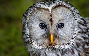 Close up of an owl's face looking straight at the camera