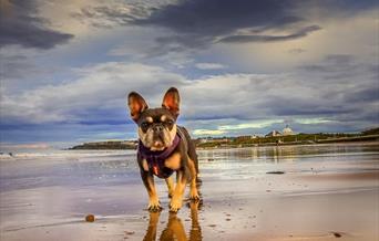 Lone bulldog standing on wet sand on a beach