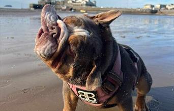A bulldog on a beach