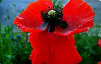 Remembrance Day Service