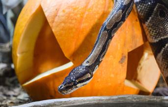 A royal python slithers over a pumpkin