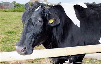 Dairy Weekend at Puxton Park