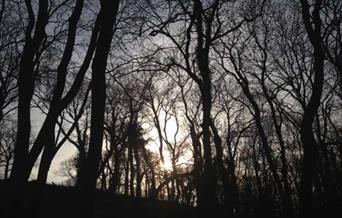 Looking up at a forest of trees at dusk