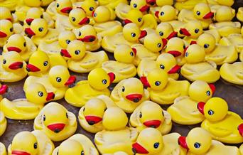 Dozens of yellow plastic ducks in water