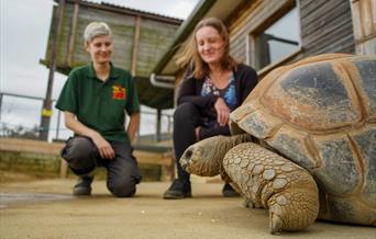 Giant Tortoise Encounter