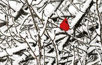 The cover of Carrie Etter's poetry collection Grief's Alphabet. A red bird is nestled amongst snowy branches