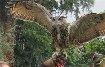 Medieval Falconry