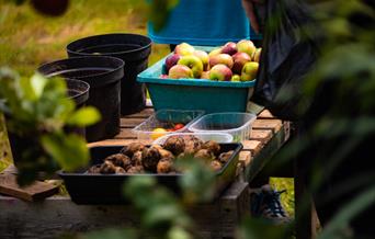 A table with garden produce, including apples and potatoes