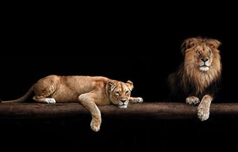 Two lions illuminated in the dark