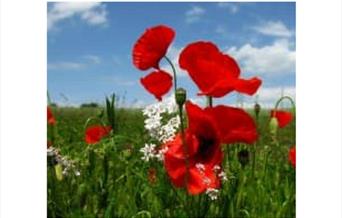 Remembrance Sunday: Rutter Requiem