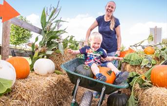 Child in wheelbarrow with his parent at Noah's Ark Zoo Farm's Pumpkin Patch