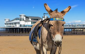 Visit Weston-super-Mare donkey beach Grand Pier sunny sand