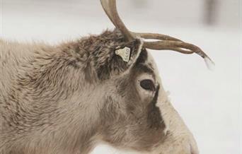 Reindeer Dash