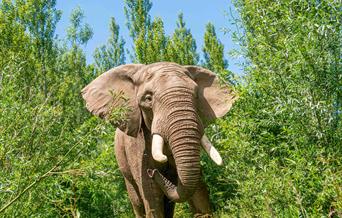 Shaka the African Elephant at Noah's Ark Zoo Farm