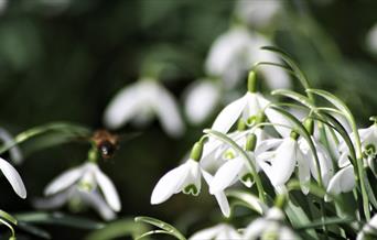 Snowdrop Month 2025