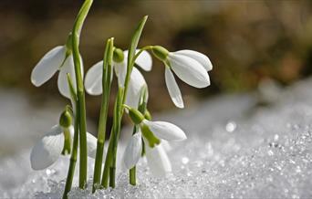 Snowdrops in the snow