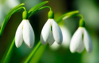 Close up of three snowdrops