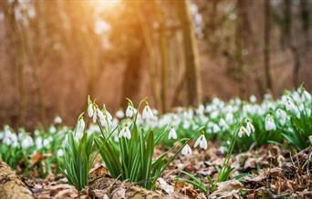 Crop of snowdrop flowers in a woodland