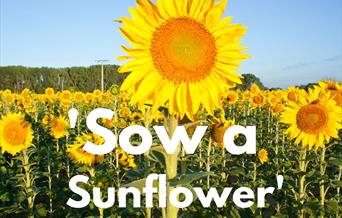 "Sow a Sunflower" Muddy Monday at The Bishop's Palace and Gardens, Wells