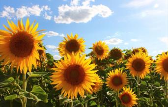 A field of sunflowers