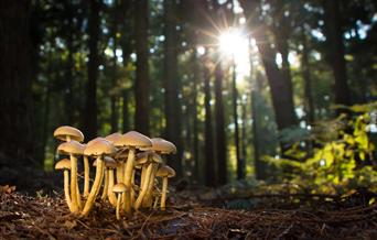 Fungi in Woodland Mendip Hills