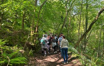A group of people walking along a woodland trail surrounded by lush green trees and ferns.