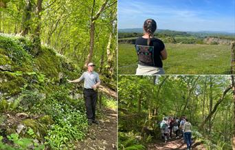 A collage of three photos showing a guided nature walk in the Mendip Hills. One image shows a ranger speaking in a lush, green woodland. Another shows